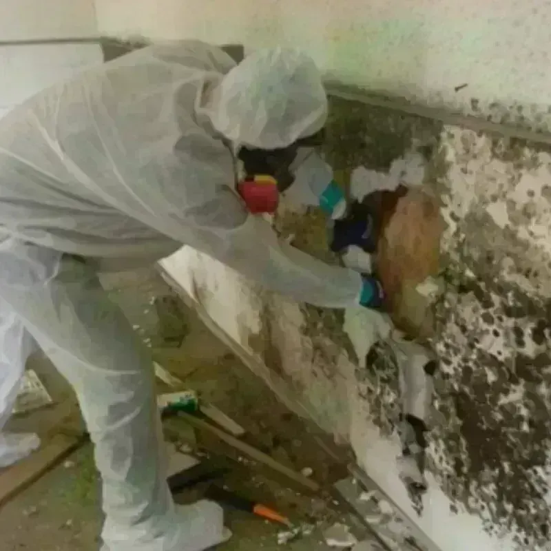 Mold Remediation and Removal in Ashby, MA